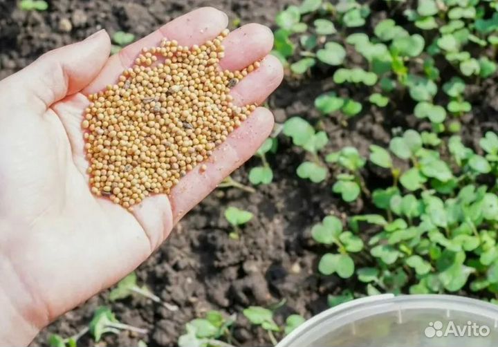 Горчица седираты оптом