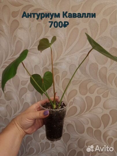 Антуриум Кавалли