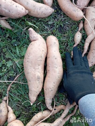 Саженцы батата (сладкого картофеля)