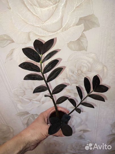 Замиокулькас Равен