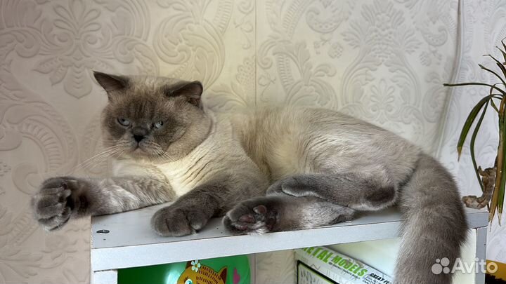 Вязка Шотландец