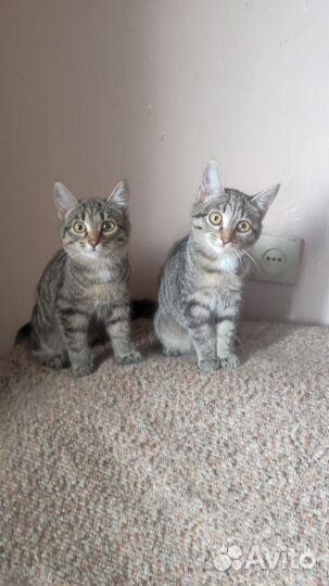 Чудесные котятки -котики