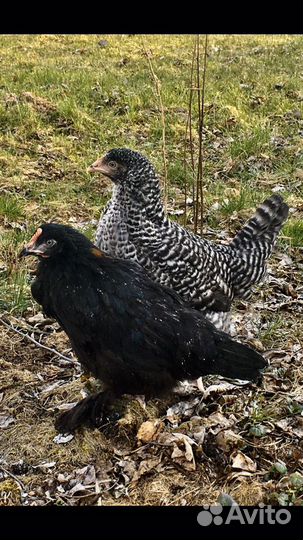 Курочки молодки, несушки