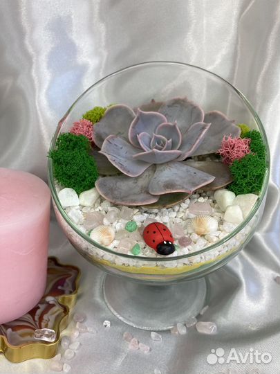 Флорариум комнатные цветы