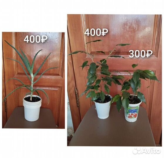 Алоэ столетник и фикусы