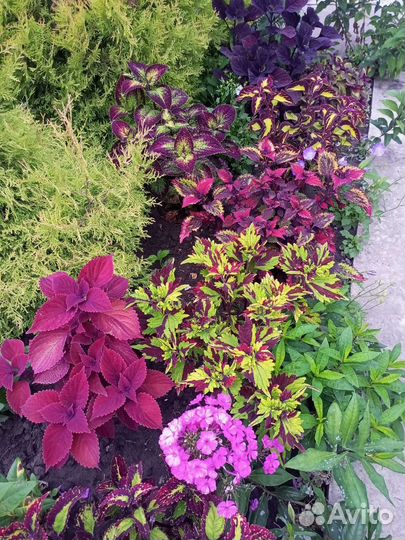 Колеусы сортовые