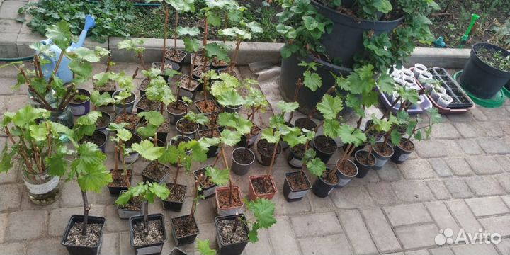 Виноградная лоза