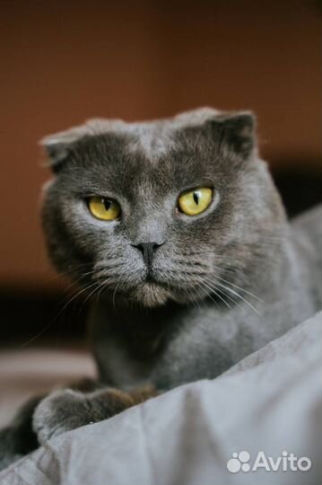 Шотландский кот в добрые руки