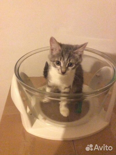 Миска на подставке для больших собак