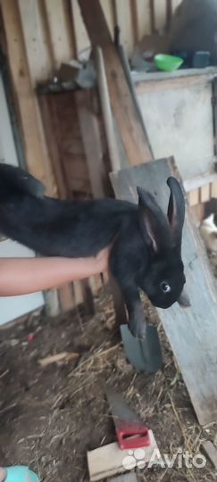 Продам кроликов
