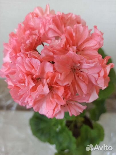 Пеларгония герань сортовая
