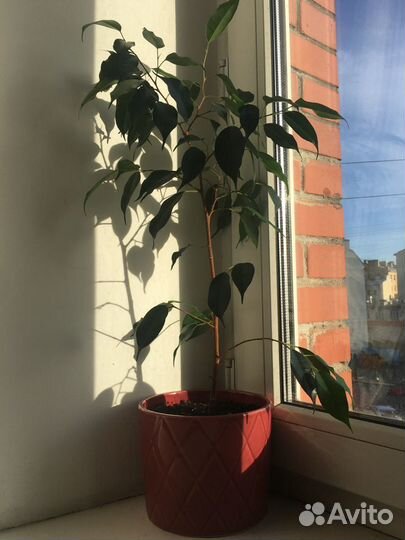 Фикус Бенджамина