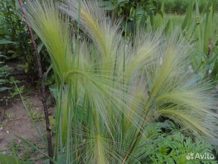 Многолетние цветы