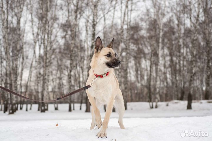 Молодая Ириска грустит в приюте