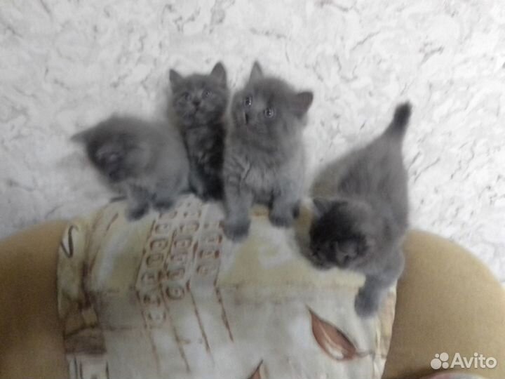 Котята в добрые руки