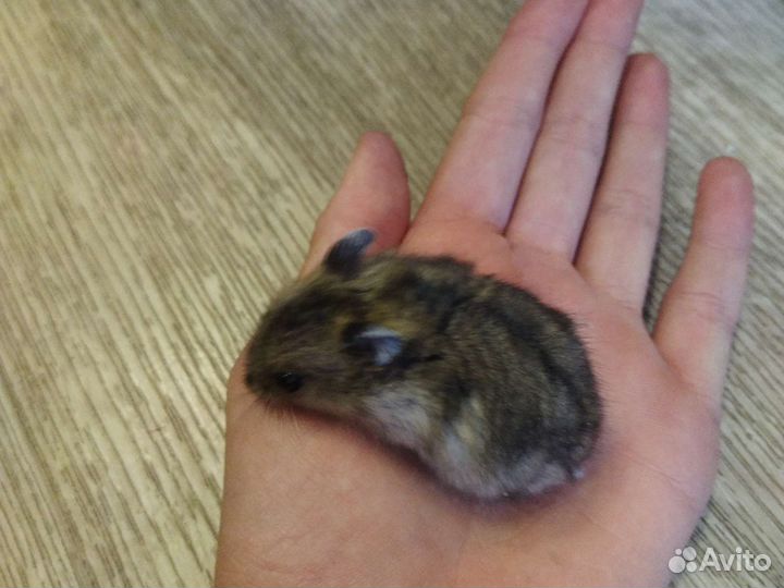 Джунгарский хомяк маленький