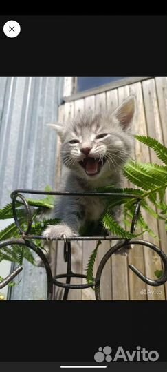 Отдам котят