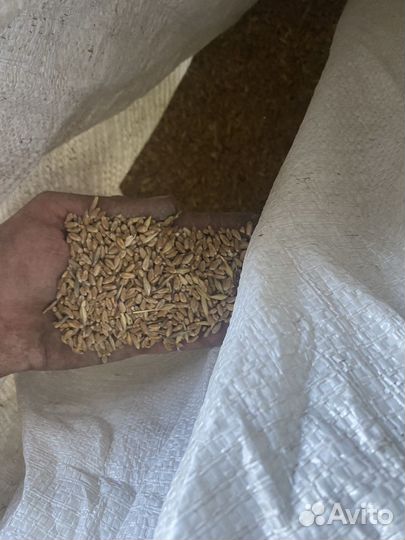 Пшеница фуражная