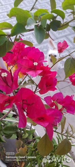 Бугенвиллия махровая