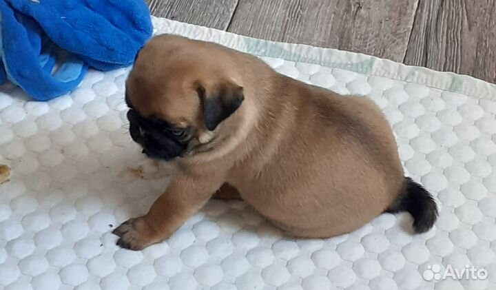 Мопсики курносики