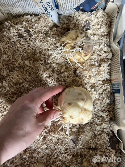 Рябчик императорский луковицы