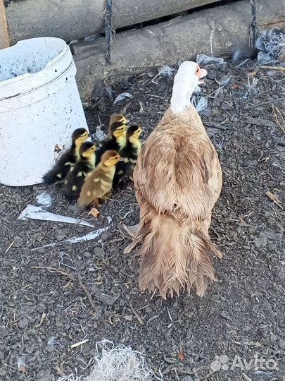 Мускусные утки