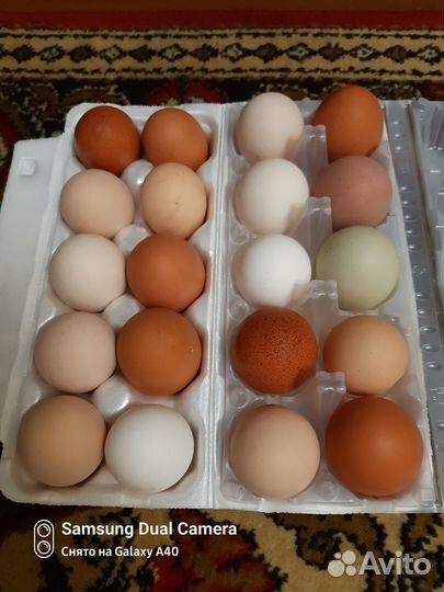 Инкубационное яйцо