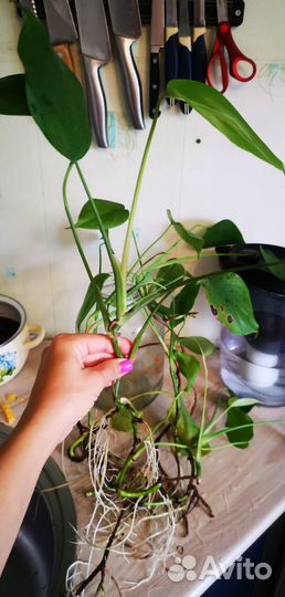 Монстера. Черенки с крупными корнями