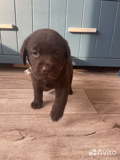 Шоколадные щенки лабрадора от родителей чемпионов