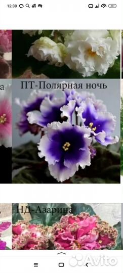 Фиалки,уже цвели