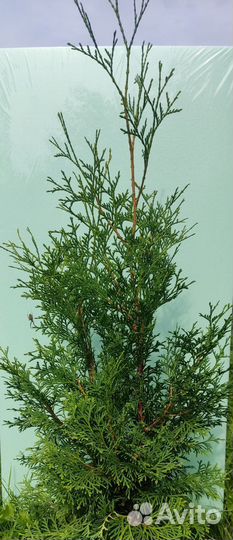 Туя западная Холмструп