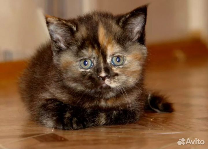 Шотландские котята