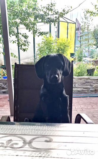 Найдена собака