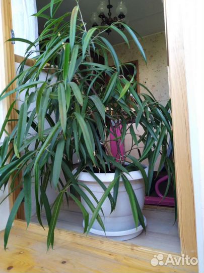 Фикусы разных сортов