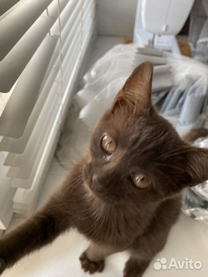 Котенок в дар