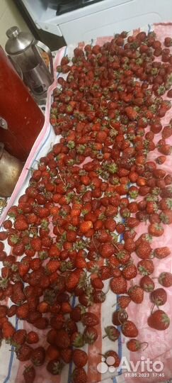 Саженцы клубники