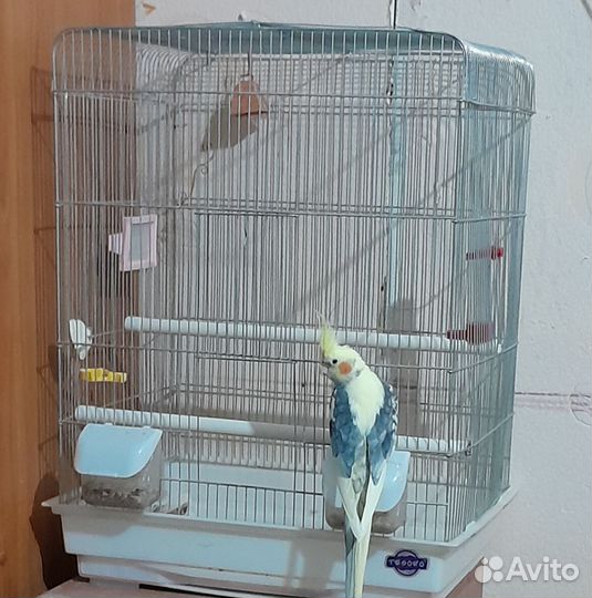 Попугай корелла девочка