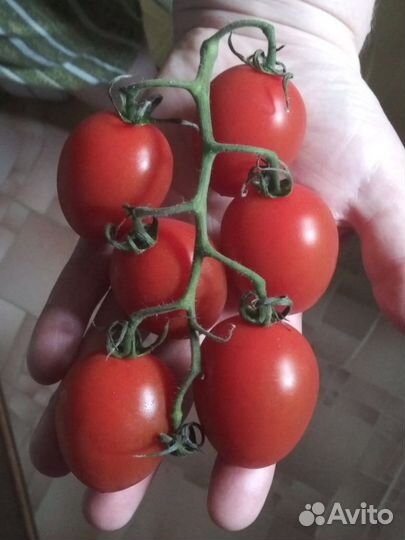 Семена сортовых томатов