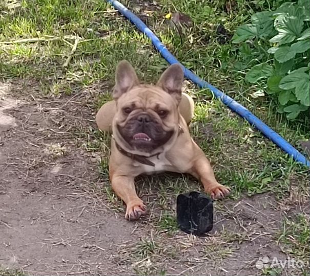 Французский бульдог щенки РКФ