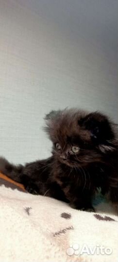 Шотландская