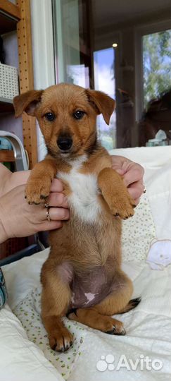 Собака в добрые руки щенок