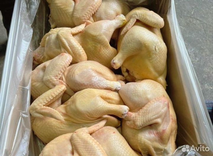 Куры домашние