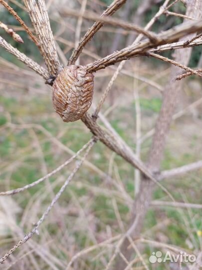 Оотека богомола