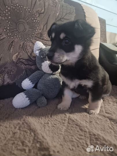 Щенок, девочка, 4 месяца