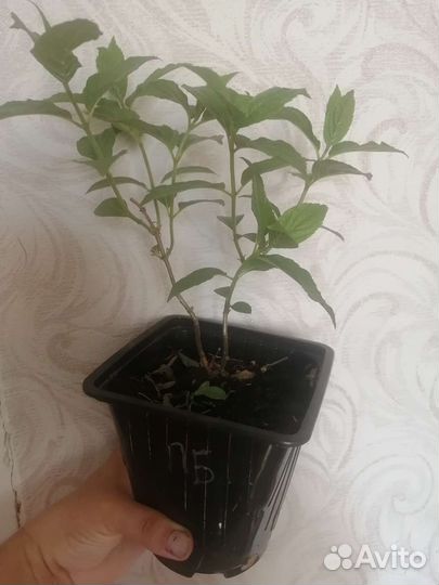 Гортензия метельчатая