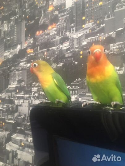 Попугай неразлучник