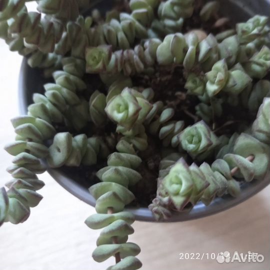 Цветы для дома и дачи