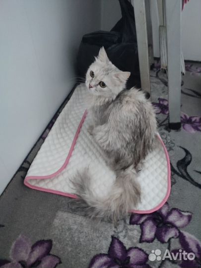 Кошечка Соня ищет дом