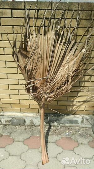 Листья Вашингтонии,зелёные и коричневые