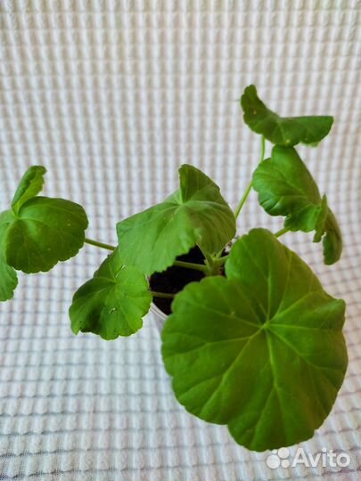 Пеларгония Dovepoint